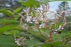 Polygonum polystachyum